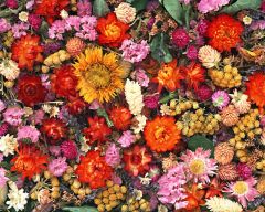 Tapeta Nature Flowers 274.jpg